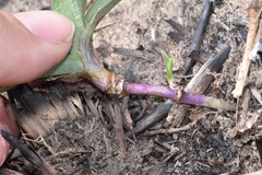 Tradescantia humilis