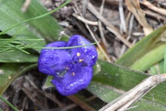Tradescantia humilis