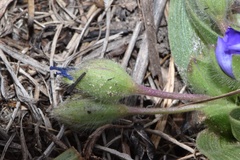 Tradescantia humilis