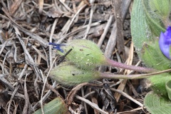 Tradescantia humilis