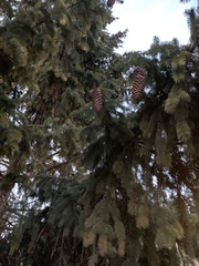 Picea abies