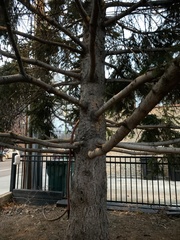 Picea abies