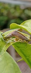 Alchisme tridentata