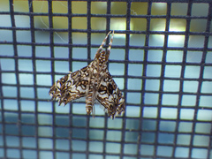Sisyracera inabsconsalis