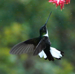 Coeligena torquata torquata