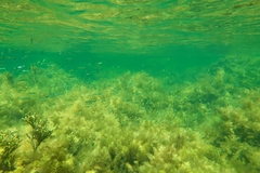 Spratelloides robustus