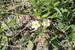 Fragaria vesca americana