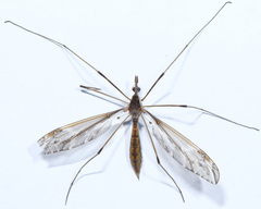Tipula schizomera
