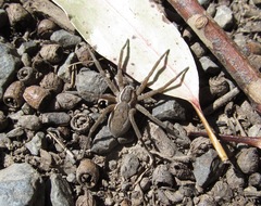 Dolomedes aquaticus