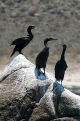 Phalacrocorax nigrogularis