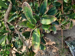 Syzygium thorelii