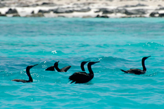 Phalacrocorax nigrogularis