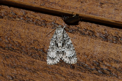 Acronicta fragilis
