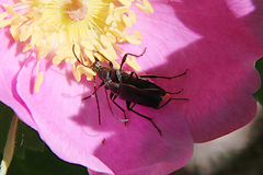 Grammoptera subargentata