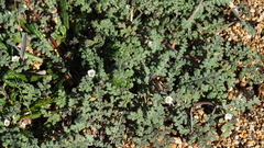 Phacelia affinis