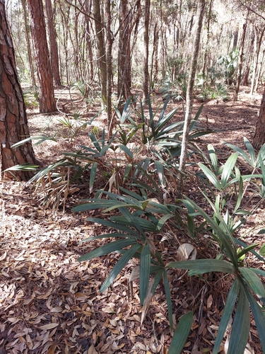 Rhapidophyllum image
