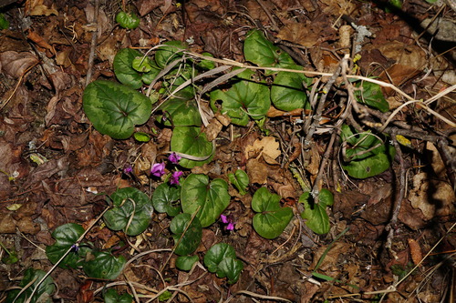 Cyclamen coum