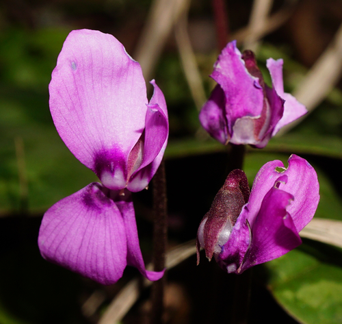 Cyclamen coum