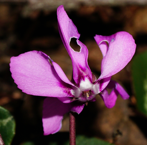 Cyclamen coum
