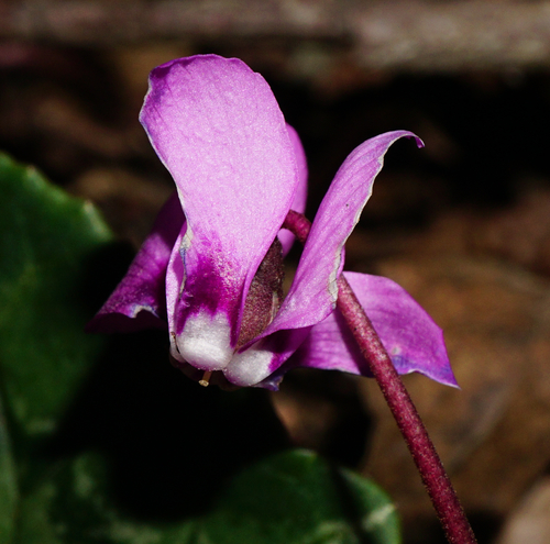 Cyclamen coum