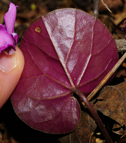 Cyclamen coum