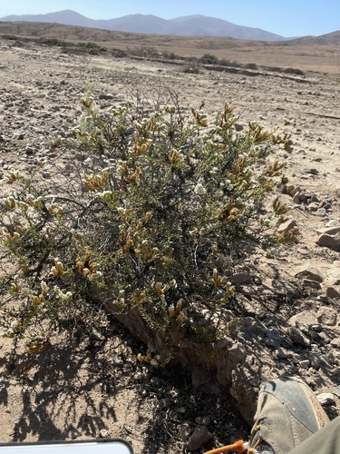Heliotropium chenopodiaceum (Heliotropium chenopodiaceum)