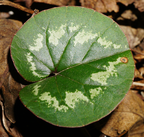 Cyclamen coum