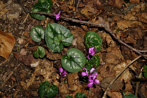 Cyclamen coum