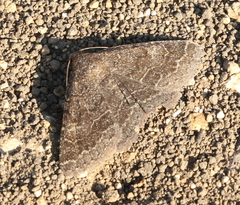 Matigramma pulverilinea