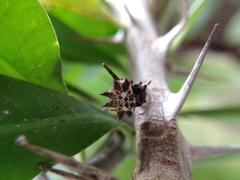 Gasteracantha cancriformis