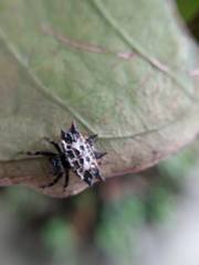 Gasteracantha cancriformis