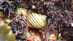 Littorina compressa