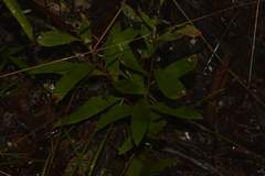 Persoonia laurina
