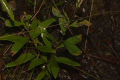 Persoonia laurina