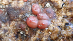 Dendrodoa grossularia