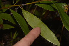 Persoonia laurina