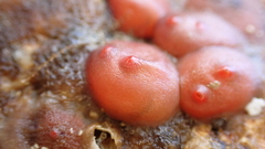 Dendrodoa grossularia