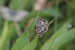 Burnsius orcynoides
