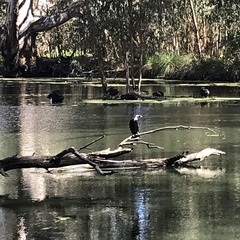 Phalacrocorax sulcirostris