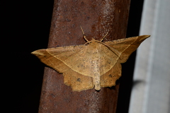 Euchlaena tigrinaria