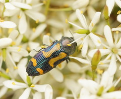 Castiarina wilsoni