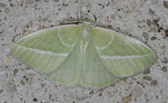 Iulops argocrana
