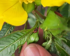 Supputius cincticeps