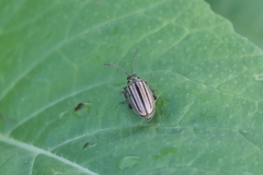 Disonycha bicarinata