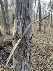 Carya carolinae-septentrionalis