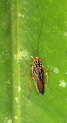Euphyllodromia angustata