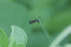 Micrathena swainsoni