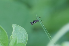Micrathena swainsoni
