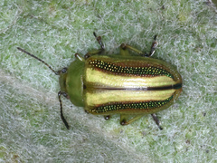 Calomela juncta