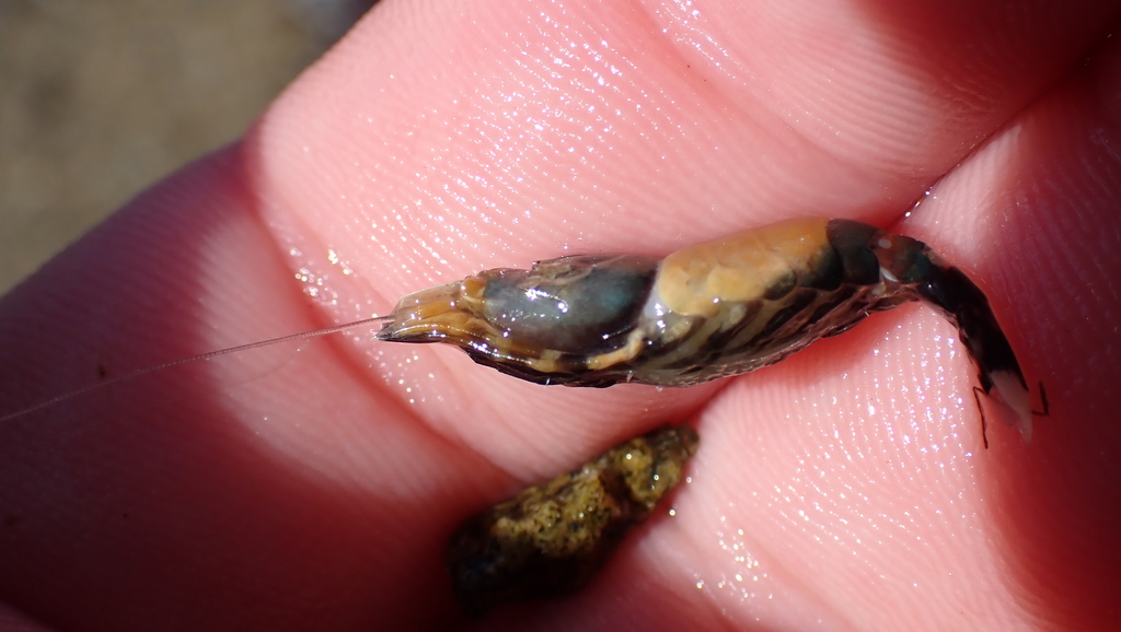 Philocheras fasciatus